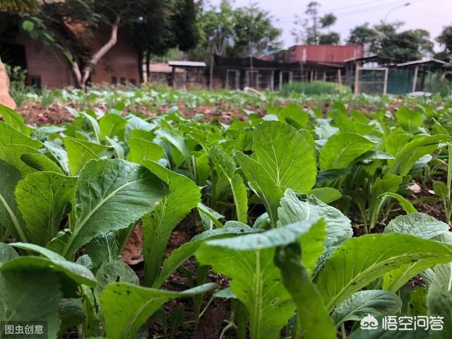 头条问答 在农村自家菜园子里种了一些蔬菜 发现有虫子吃菜叶 不想用药 有什么好方法可以防治 11个回答