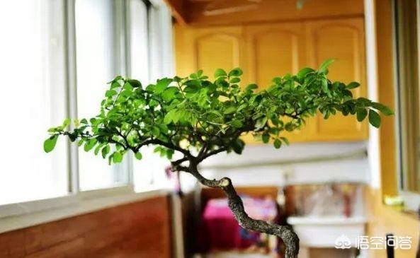 微型小叶女贞老桩盆景:小叶女贞盆景叶尖焦枯是什么原因？