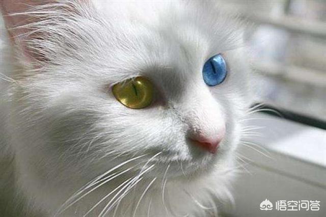 异瞳波斯猫多少钱:异瞳波斯猫多少钱? 请问鸳鸯眼纯白长毛狮子猫多少钱一只？哪里有卖的？