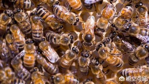 没有蜜蜂水果会消失吗，野外收回来的蜜蜂，没有蜂王，该怎么处理