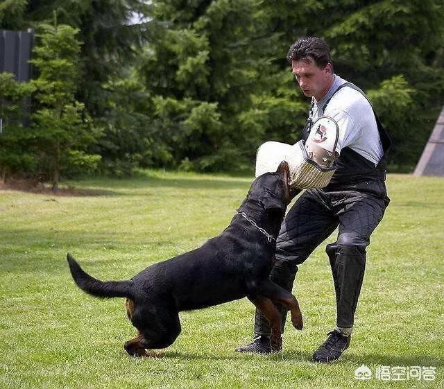 罗威那犬:饲养罗威纳犬有什么好处与坏处？