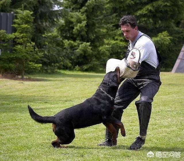 马士提夫獒犬与藏獒:罗威纳在护主的时候，可以打得过藏獒吗？为什么？