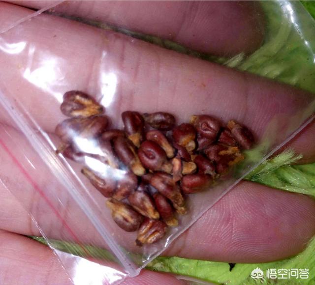 红乳葡萄种植视频:农广天地葡萄种植视频 最顶尖的种植葡萄技术是怎样的？