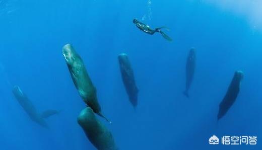 鲸鱼怎么睡觉的，海里的生物怎么睡觉。特别是想鲸鱼这么大个的