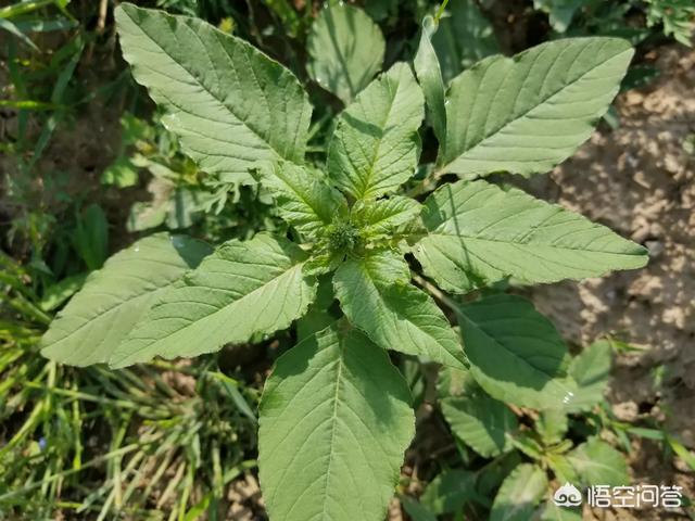 反枝苋是野菜你吃过吗？