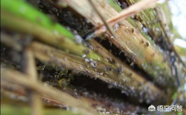 雷米高蚤螨清效果怎么样:茄子种植过程中常出现的几个问题，相信大家都遇到过，如何解决？