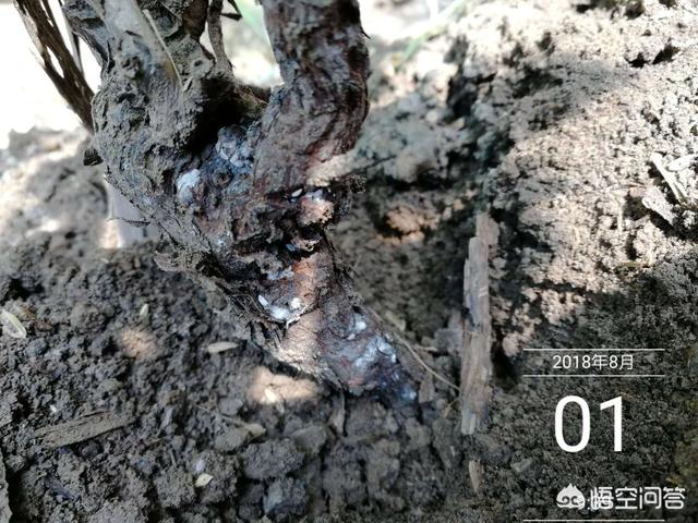葡萄树的害虫有哪些:为什么今年葡萄上的蚧壳虫特别多？