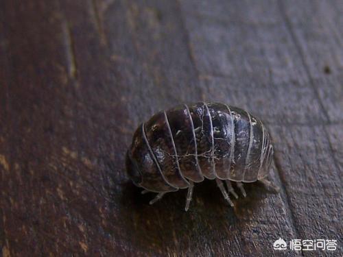 潮湿虫:兰盆内出现潮湿虫(又名西瓜虫学名鼠妇)如何杀灭？