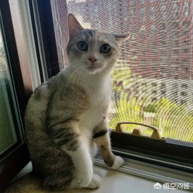 领养猫咪:已经成年的猫咪可以领养吗，该怎样培养感情？