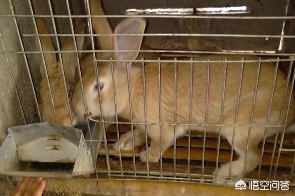 肉兔养殖技术教程:肉兔各阶段养殖饲料配方？
