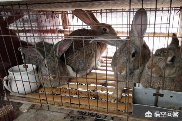 肉兔养殖技术教程:肉兔各阶段养殖饲料配方？