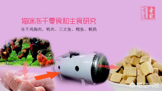 平底锅宠物零食做法:玛格丽特饼干怎么做？没烤箱能做吗？