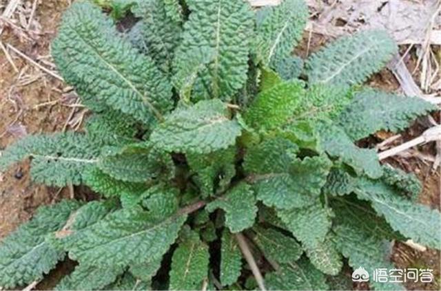 飞燕草发芽:兰花没有根却发芽了，是怎么回事？
