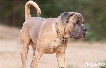 训练乖巧的波尔多犬图片:你心目中乖巧的泰迪犬是怎么样的？