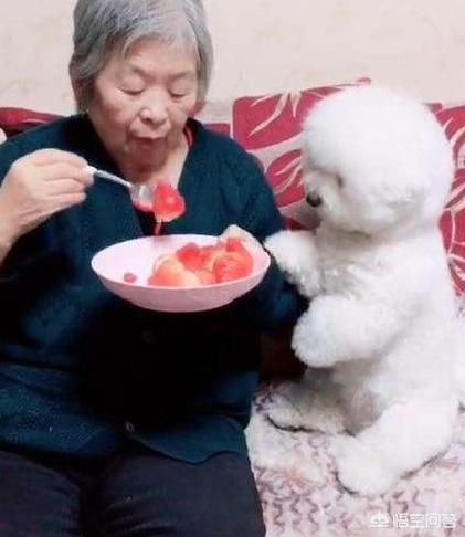 比熊犬图片可爱壁纸:在我国哪里可以买到比熊犬？幼犬价格多少钱？