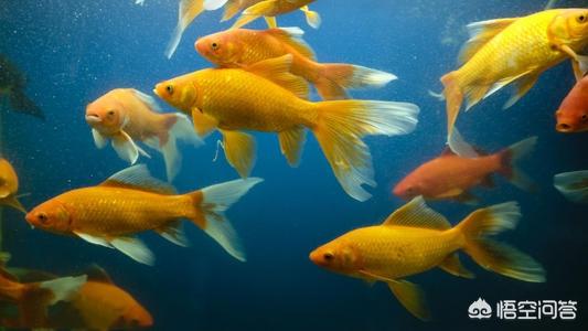 观赏鱼鱼缸饲养技巧:鱼缸养水的正确方法是什么？