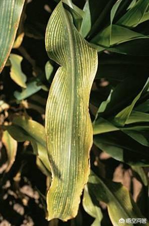 玉米叶脉图图片