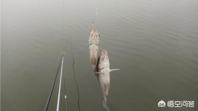 猫用尾巴钓鱼废那个视频:野钓袖钩好还是海夕钩好？ 猫用尾巴钓鱼视频