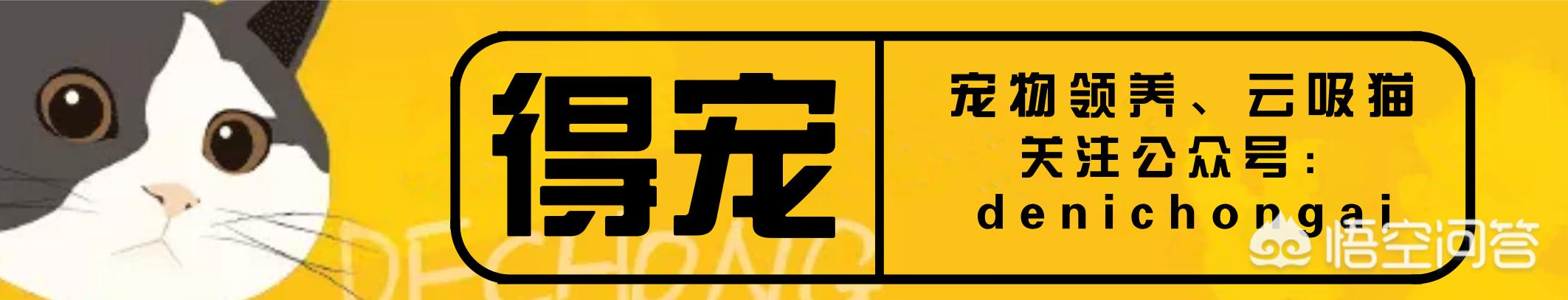 乐乐论坛被家猫咬了:想养猫，从小养好，还是领养成猫好？