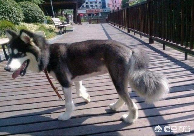 阿拉斯加雪橇犬怎么养殖:怎样才能让阿拉斯加不拆家？