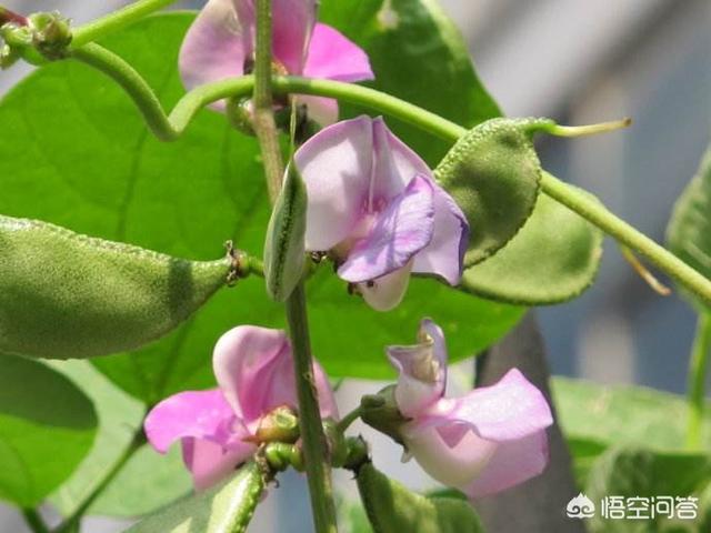 头条问答 梅豆什么时间播种好 16个回答