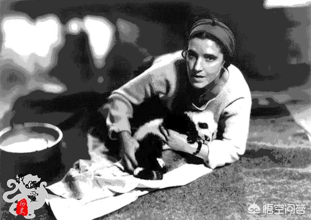 外国灵异事件女人:当年盗捕中国熊猫的美国女人下场如何？
