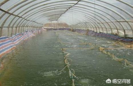 淡水虾养殖的创业故事:淡水虾养殖创业项目 在一百平米的帆布虾池养虾，能有多少利润？