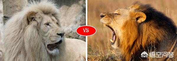 波斯猫图片:亚洲狮与非洲狮有生殖隔离吗？