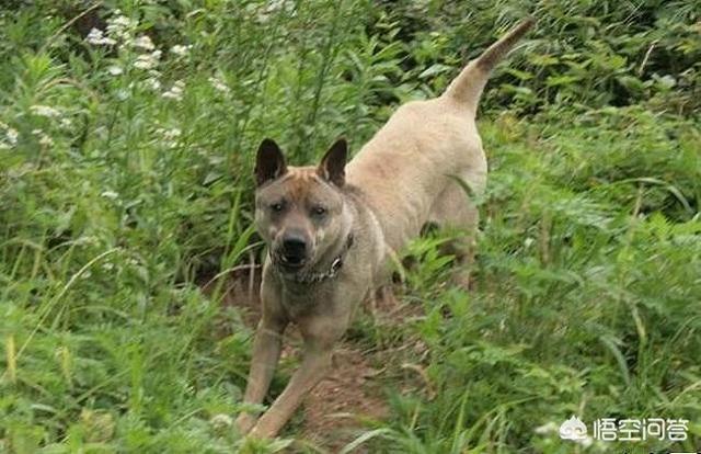 土狗幼犬:小型犬幼犬期是什么时候？