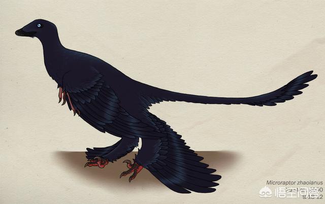 恐龙飞向蓝天演化成鸟类的过程,几十吨重的恐龙是如何飞上蓝天的？