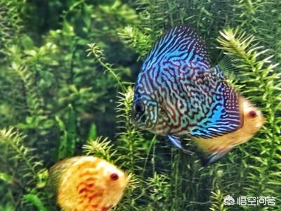 水族疾病:观赏鱼患上水霉病的原因在哪，该如何避免？