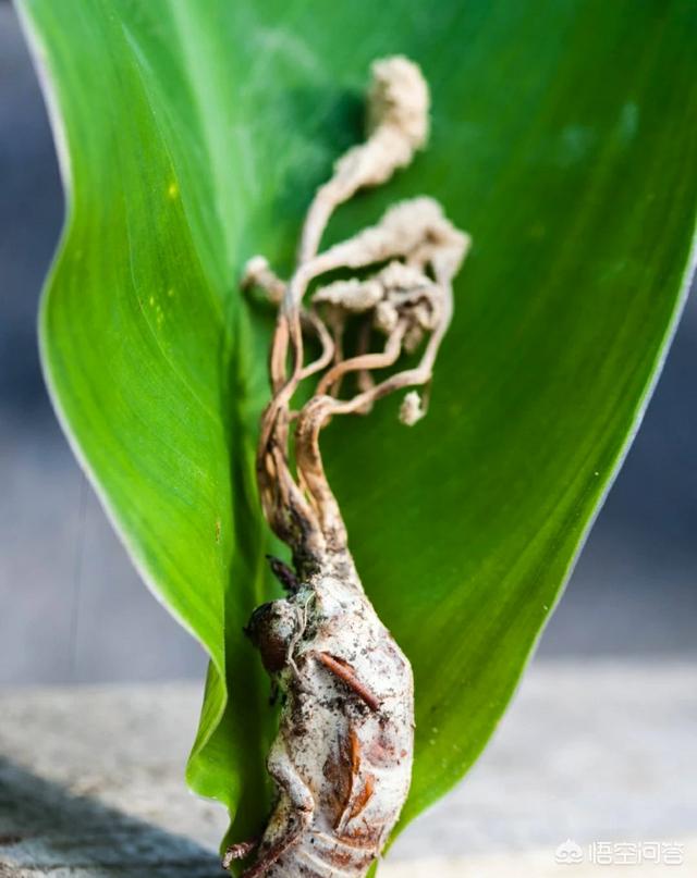 金蝉花在哪里寻找？