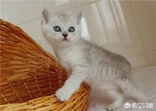 go猫粮拉稀:猫咪拉稀怎么办？猫拉肚子但精神很好，猫精神挺好的就是拉稀？