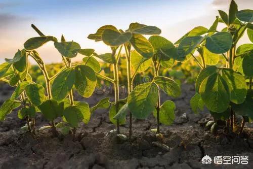 空心菜的种植方法和时间,空心菜什么时候浇水最合适？