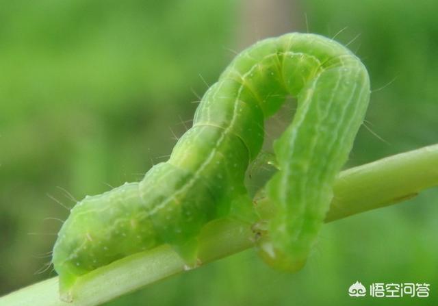 菜青虫用什么药效果最好，我的菜园子上海青幼苗小虫很多，有什么有机防治办法吗