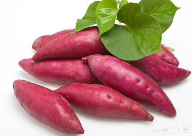 兔子更喜欢哪种食物日常生活:实际上兔子更喜欢哪种食物 兔子吃的食物最好是什么？以及养兔子的建议？