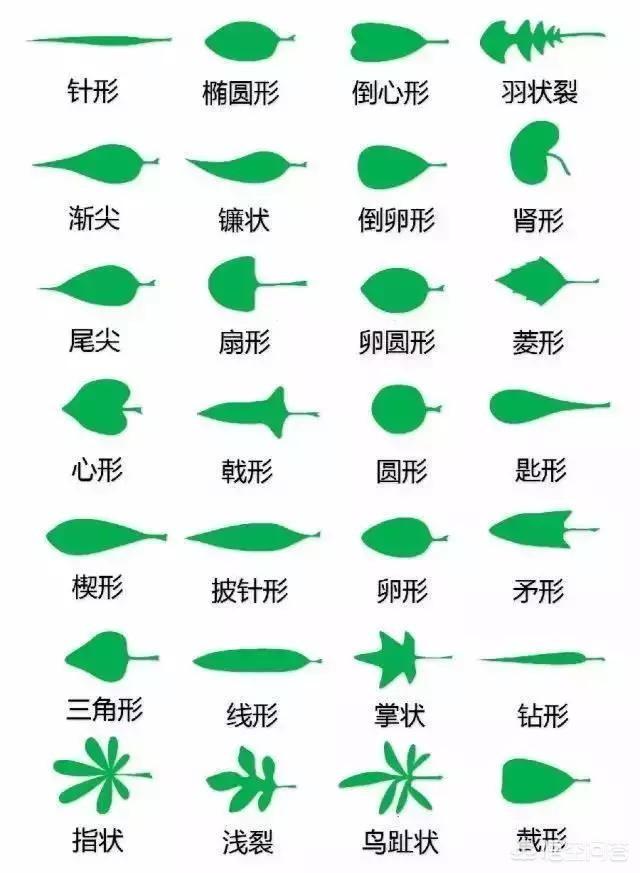 荷花玉兰单叶还是复叶:荷花玉兰的叶子是单叶还是复叶 荷花玉兰和广玉兰是不是同一个品种？
