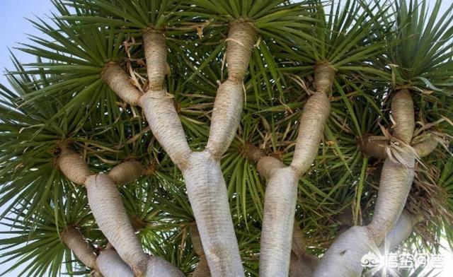 世界濒临灭绝的植物:严重濒临灭绝的植物怎样才能保护