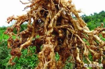 花叶芋根结线虫病:烟叶旺长期发生根结线虫能根治吗？