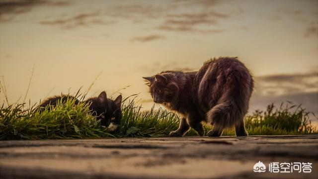 两只短腿猫打架:我家两只猫一公一母，两只猫天天打架，想知道他俩是真打还是玩？