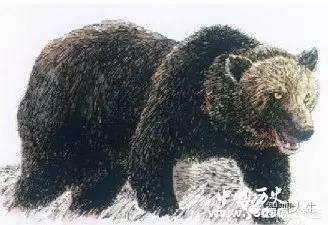 圣诞岛虎头鼠:濒临灭绝的动物一般都会有何特点近些年来有多少物种已经灭绝了