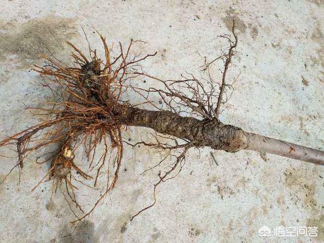 松鳞病会传染:孔雀鱼鱼鳞像松塔一样怎么办？
