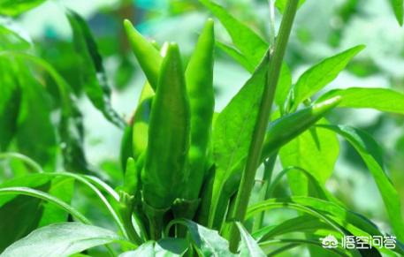 花盆里种了辣椒可以用磷酸二氢钾吗？怎么用？