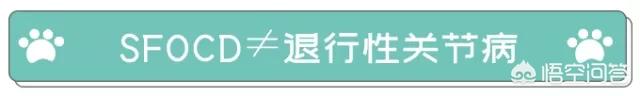 折耳猫为什么不能养:如何劝说母亲不要繁殖折耳猫？