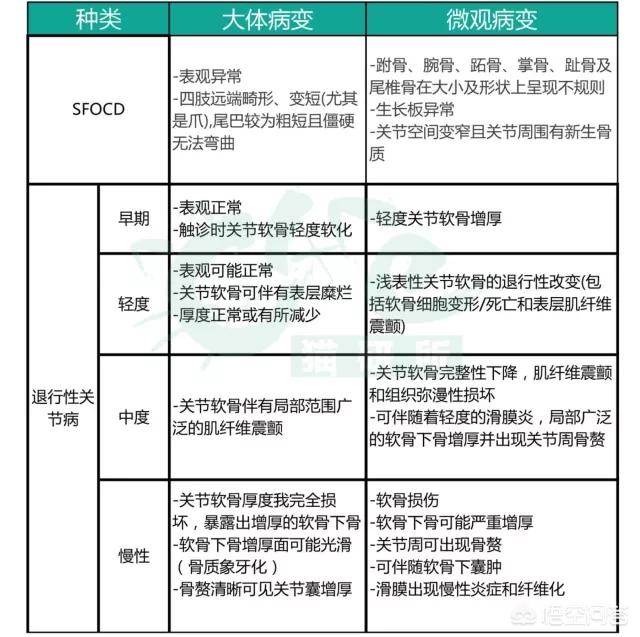 折耳猫发病几率，折耳猫和半折耳生的折耳猫遗传病的几率高吗