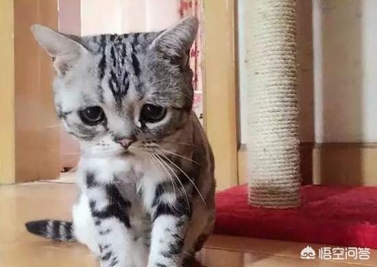 打小猫:家里的小猫咪很调皮，可以打嘛？