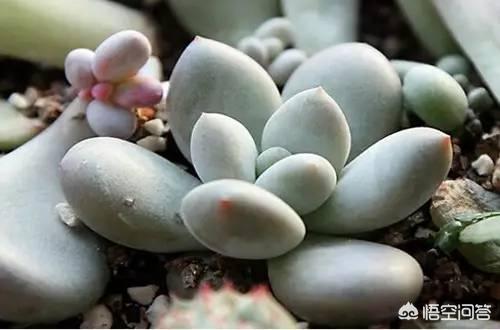 多肉酒精去介壳虫:75%的酒精直接可以杀介壳虫吗 多肉植物如何防治蚧壳虫？