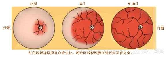 肚子里的宝宝能够看见东西么？胎儿什么时候可以看到？