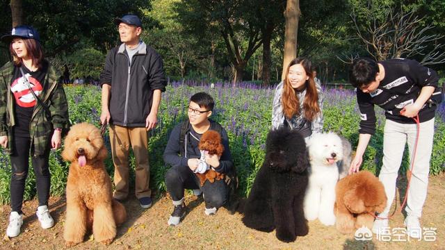 贝生吉犬晒太阳会视频:想要养一只狗狗，泰迪犬怎么样？