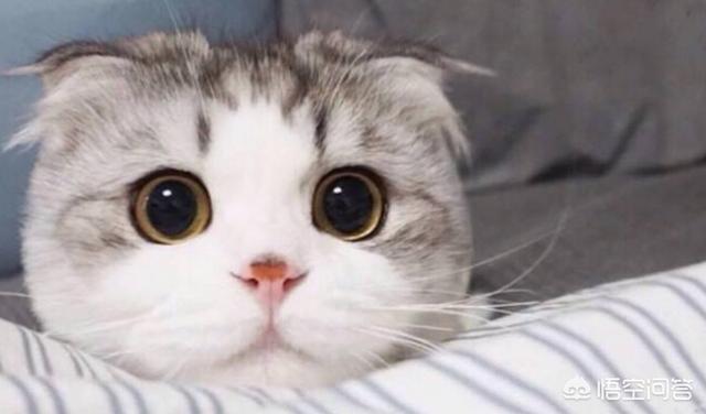 猫泛白细胞减少症传染:猫咪呕吐不止一次有危险吗？